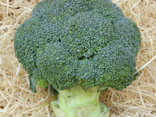 BG L'Atelier Maraîcher