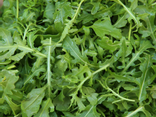 Roquette