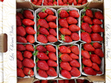 Fraise Ciflorette