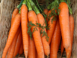 Carottes botte