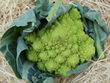 Chou romanesco