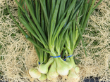 Oignons blancs botte