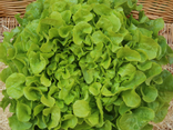 Feuille de chêne verte