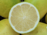 Citron bio