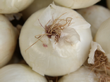 Oignons blancs