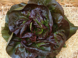 Salade Rougette
