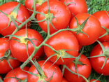 Tomates grappe