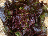 Feuille de chêne rouge