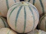 Melon