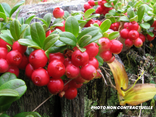 Airelles naturelles