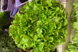 Feuille de chêne verte