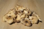 Pleurotes
