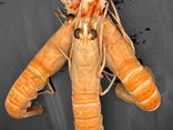 Langoustines crues 10/15