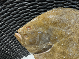 Turbot