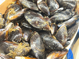 Moules d'Espagne