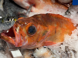 Dorade sébaste