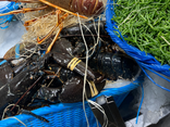 Homard bleu vivant