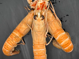 Langoustines cuites 10/15
