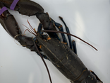 Homard bleu vivant