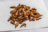 Crevettes grises cuites