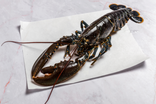 Homard bleu "breton" ou européen