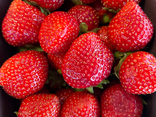 Fraise belge