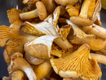 Girolles