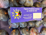 Figue fraîche sollies