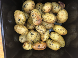 Pommes de terre grenaille