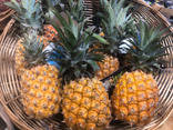Ananas Victoria