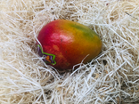 Mangue Avion