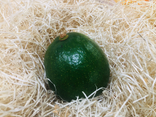 Avocat Exotique