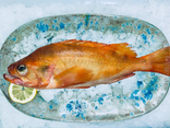 Dorade sébaste
