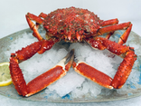 Araignée de mer mâle cuite