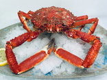 Araignée de mer femelle cuite