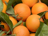 Oranges Navelina feuilles