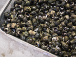 Bigorneaux vivants