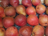 Poire Williams rouge