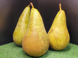 Poire Conférence