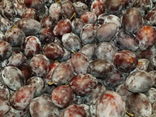 Prune Quetsche de Lorraine