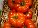 Tomate Marquise Rouge
