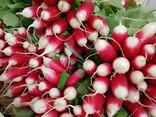 Radis roses