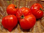 Tomate allongée Coeur de Boeuf