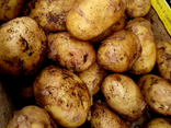 Pomme de terre primeur nouvelles