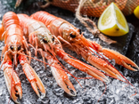 Langoustines crues