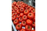 Tomates rondes