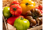 Tomates Saveur d'antan