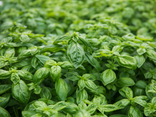 Basilic en Pot