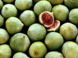 Figue Verte