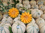 Melon Boule de Miel